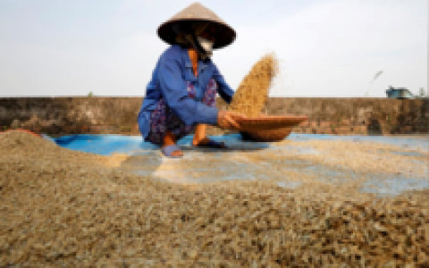 Giá gạo xuất khẩu Việt Nam tiếp tục lập đỉnh mới
